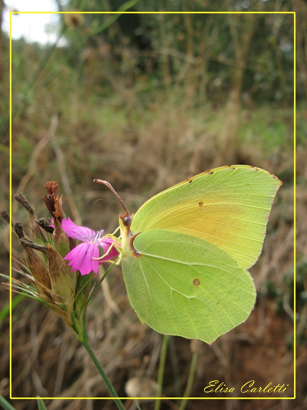 che farfalla  questa? Gonepteryx cleopatra ♂